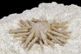 Cretaceous Fossil Urchin (Salenia) - Missour, Morocco #239998-1